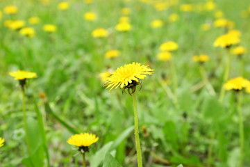 Dandelions on green meadow