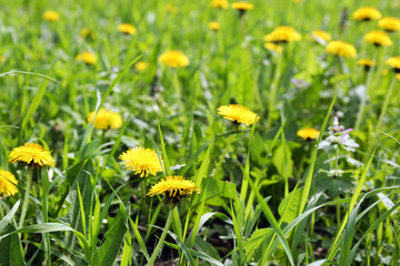 Dandelions on green meadow