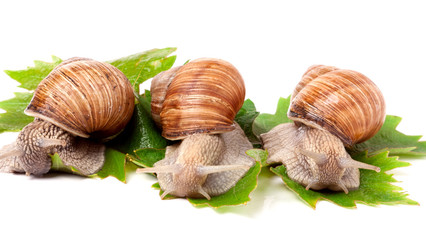 Three snail crawling on the grape leaves white background
