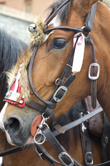 Headshot of an horse with parade harness