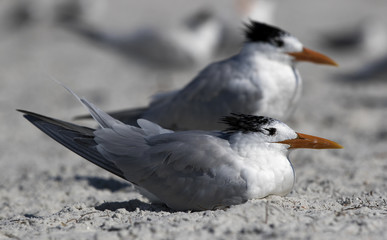 Royal Terns (Sterna maxima) resting on a Gulf Coast beach.