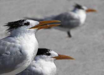 Royal Terns (Sterna maxima) resting on a Gulf Coast beach.