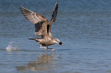 Herring Gull (Larus argentatus) flying with a knobby whelk shell.