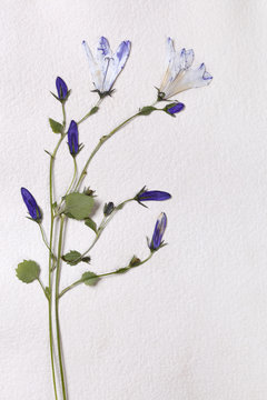 Dried Pressed Flower