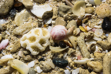 White slice coral and the seashells on the sand beach in summer day 