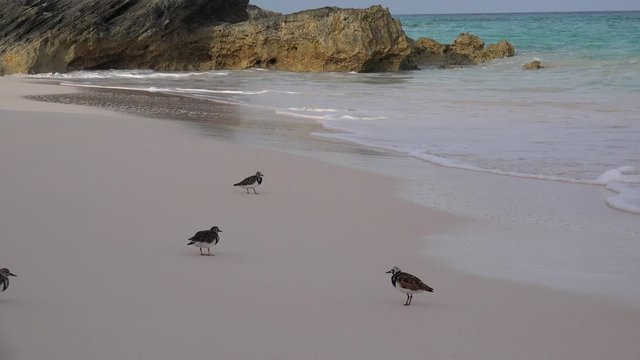 Ruddy Turnstone (Arenaria interpres) feeding at the Bermuda coast.