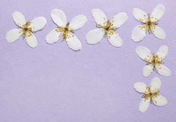 White pressed flowers