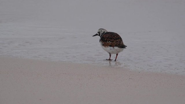 Ruddy Turnstone (Arenaria interpres) feeding at the Bermuda coast.