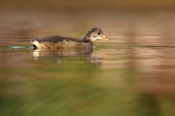 Common Moorhen - young bird