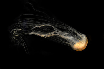 Illuminated jellyfish on black dark background. Jellyfish have a gelatinous umbrella shaped bell...