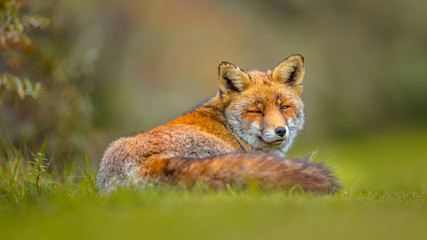 Old grey European red fox resting