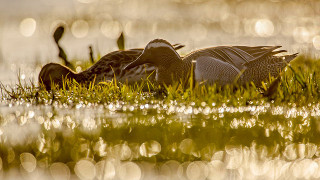 Back lit pair of garganey