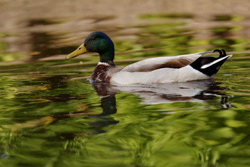 Obraz premium Mallard, Duck, Anas platyrhynchos