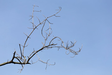 branches of dead trees in tropical forests.