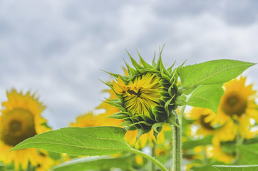 Sunflower young bud blooming at cultivated sunflower field