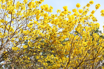 Tabebuia spectabilis flower or Yellow tabebuia flower bloom on t