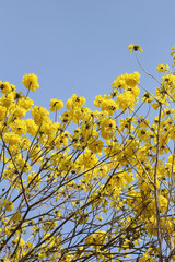 Tabebuia spectabilis flower or Yellow tabebuia flower bloom on t