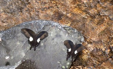 Red helen butterfly eating mineral on the stone in the nature