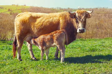 Brown cow and calf suckling in meadow