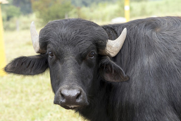Water buffalo in pasture