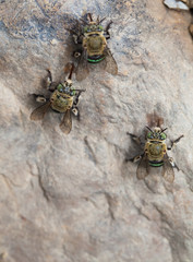 Blue banded bee eatting mineral from stone neary stream