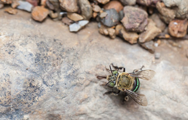 Blue banded bee eatting mineral from stone neary stream