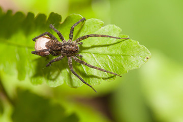 Spider predator wait for victim in the nature