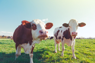 Dairy Cow. Cows at summer green field