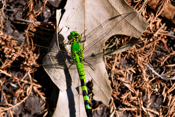 Large Green Dragonfly On Dry Leaves