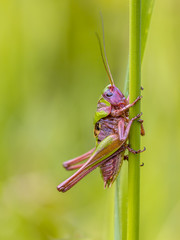 Juvenile male Wart biter