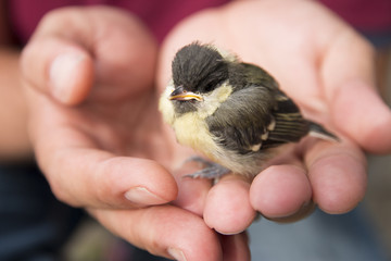 baby bird in palm