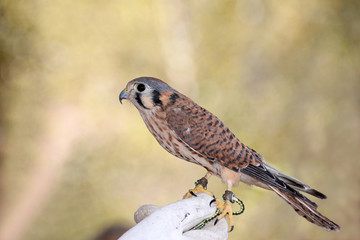 American kestrel sometimes colloquially known as the sparrow hawk perched on gloved hand