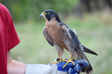A peregrine falcon, Falco peregrinus, also known as the peregrine, and historically as the duck...