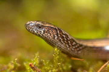 Slow worm Portrait © creativenature.nl