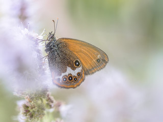 Fototapeta premium Pearly Heath