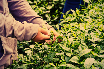 Collecting tea leaves.