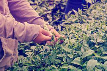 Collecting tea leaves.