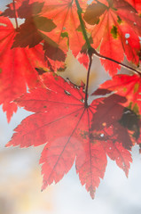 Осенние листья