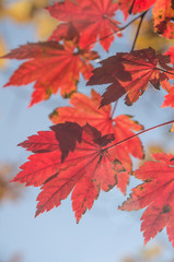 Осенние листья