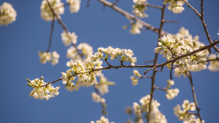 Весеннее цветение растений