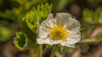 Весеннее цветение растений