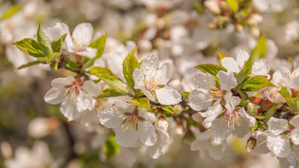 Obraz premium Весеннее цветение растений