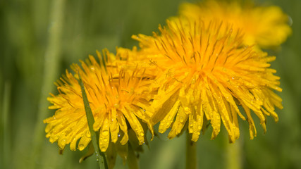 Весеннее цветение растений