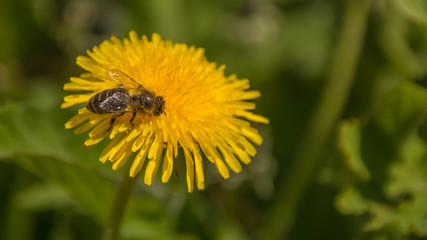 Весеннее цветение растений