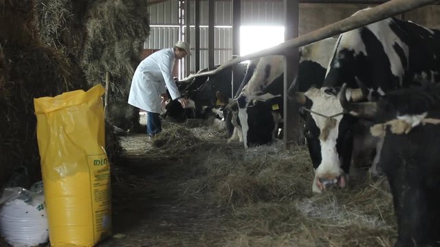 Catlle farm ,zeolite supplement feeding of livestock