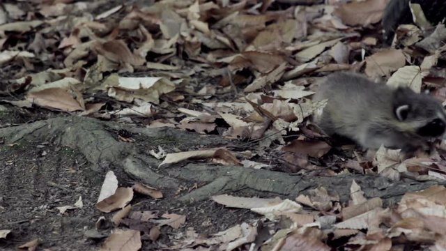 baby raccoon crawling through dry leaves on the forest floor