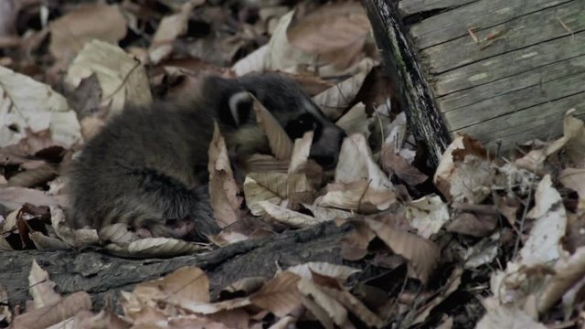 baby raccoon crawls through dry leaves on the forest floor