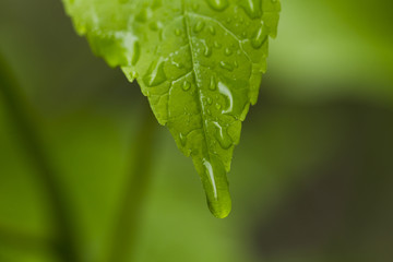 Raindrops on green leaves