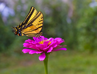 butterfly sitting on a flower