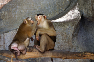 Family of pig-tailed macaque.